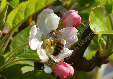 04.04.2020, Biene bestaeubt Apfelbluete

Hier nur Vorschaubilder !