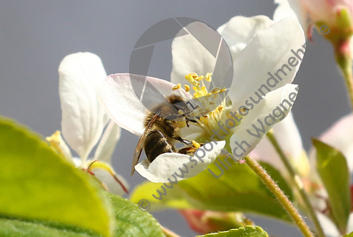 04.04.2020, Biene bestaeubt Apfelbluete

Hier nur Vorschaubilder !