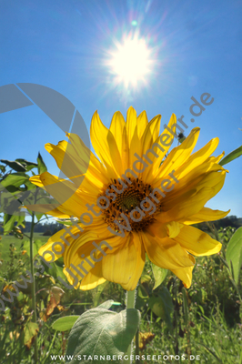 07.08.2020, Sonnenblumen

Hier nur Vorschaubilder !