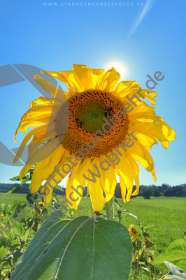 07.08.2020, Sonnenblumen

Hier nur Vorschaubilder !
